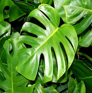 May Flowers Horticulture Installation 100